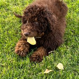 Freedom - Phantom male Bernedoodle puppy in Caldwell, Idaho from Treasure Valley Poodles