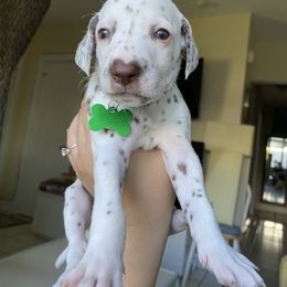 Dalmatian Puppies from Soflo Dalmatians