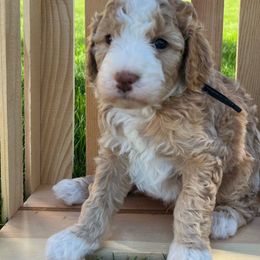 Boy 3 - Bernedoodle puppy from Bella Ridge Farms & Dapper Doodles
