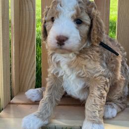 Boy 3 - Bernedoodle puppy from Bella Ridge Farms & Dapper Doodles