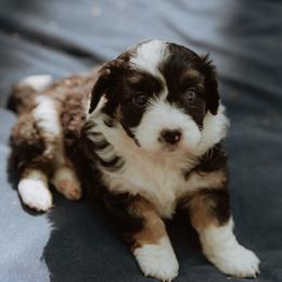 Aussiedoodle Puppies from Aunt Mae’s Doodles