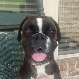 Roxy - Boxer