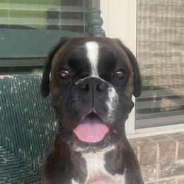 Roxy - Boxer