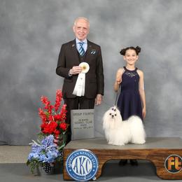 Corbin - Maltese