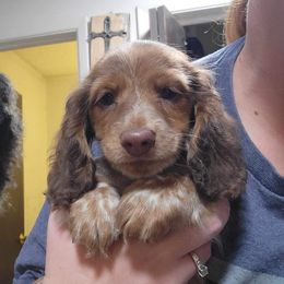 Dachshund Puppies from Shaffers low riding weiners