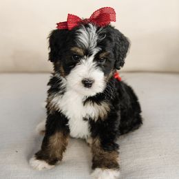 'Gala' Red Collar Female - Tri-color female Bernedoodle puppy in Kamas, Utah from A + E Farms