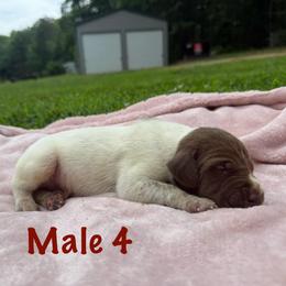 Baileys - Liver roan male German Shorthaired Pointer puppy in Axton, Virginia from Red Clay Kennels