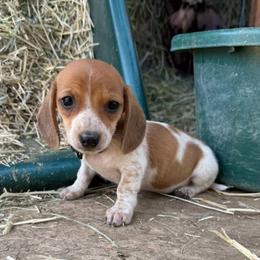 Puppy 2 - Red male Dachshund puppy in Riverside, California from Saddle Up Dachshunds