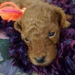 Poodle Puppies from MaryMargaret's Pups