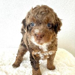 Hope - Chocolate merle female Bernedoodle puppy in Concord, California from Golden State Good Dogs