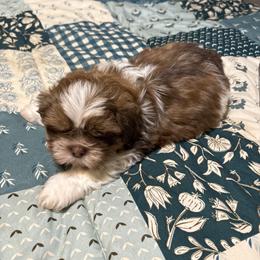 Easy - Chocolate and tan male Shih Tzu puppy in Temple, Pennsylvania from Kathy Diego's Shih Tzus