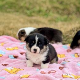 Arctic Fox - Black and tan female Pembroke Welsh Corgi puppy in Ashland, Ohio from SS Australian Shepherds
