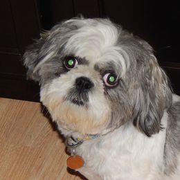 Shih Tzus from Ducky's Doodles