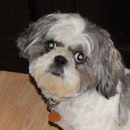 Shih Tzus from Ducky's Doodles