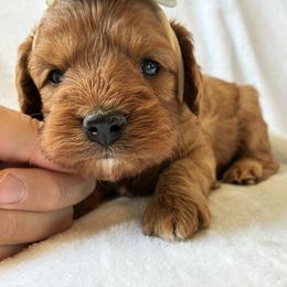 Lilo - Red female Cavapoo puppy in Adrian, Oregon from ApplebyFarm