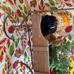 Miniature Schnauzer Puppies from Camp Creek Schnauzers