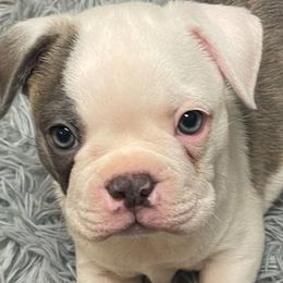 Boston Terriers and Companion Crosses from Blue Elite Boston Terriers