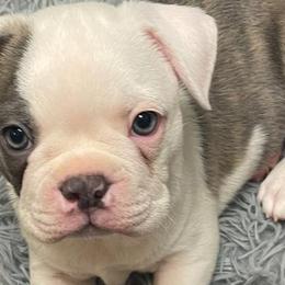 Boston Terriers and Companion Crosses from Blue Elite Boston Terriers