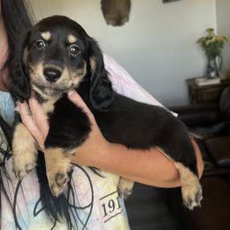 Charlie - Black and cream male Dachshund puppy in Stamford, Texas from West Texas Miniature Dachshunds
