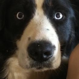 Brandy - Australian Shepherd