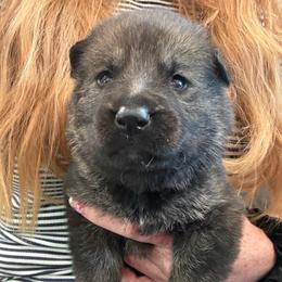 Mint collar - Sable female German Shepherd puppy in Canterbury, Connecticut from Nachtwaechter German Shepherds, LLC
