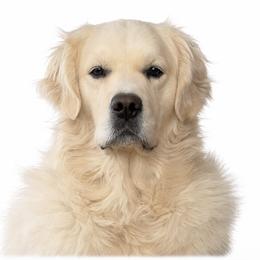 Navilis Bombardier - Light golden male Golden Retriever puppy in Loveland, Colorado from Grateful Bernese & Gage's Goldens