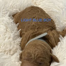 Poodle Puppies from Paw Prints Of Poodles and Doodles.