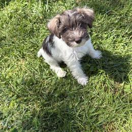 Isla - Parti female Miniature Schnauzer puppy in Dunlap, Tennessee from Beards of Glory