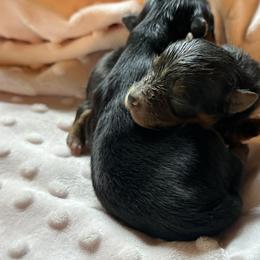 Maysee baby girl - Black and gold female Yorkshire Terrier puppy in Groesbeck, Texas from Ranch 4M
