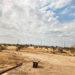 Parson Russell Terrier Puppies from Jumping Jack's Russell Terriers