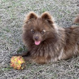 Collies and Pomeranians from Shakhor Ohr Collies and Pomeranians