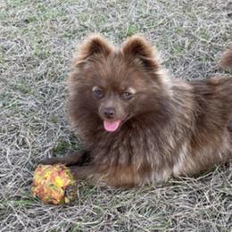 Collies and Pomeranians from Shakhor Ohr Collies and Pomeranians