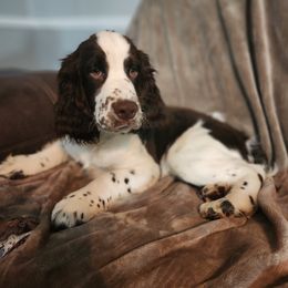 Mike - White and liver English Springer Spaniel puppy in Hilham, Tennessee from Rocky Top Springer Spaniels