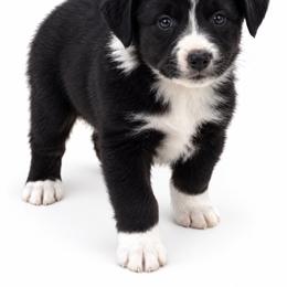 Bear - Black & white male Miniature Australian Shepherd puppy in Louisville, Mississippi from Kristy’s Kennels