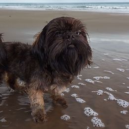 Sunny - Shih Tzu