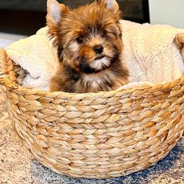 Biewer Terrier and Russian Salon Dog Puppies from Petit Bijou