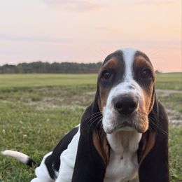 Male-spotted tri - Black brown and white male Basset Hound puppy in Hudson, Michigan from Bachman’s Kennel