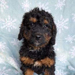 Stew - Phantom male Bernedoodle puppy in Canterbury, Connecticut from Katelyn A