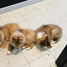 Dalmatian and Shetland Sheepdog Puppies from Karmayne Kennels