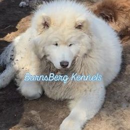 PolarBear - Siberian Husky