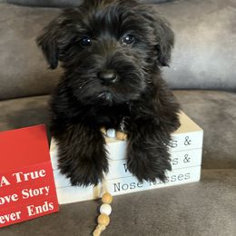 Duke - Black male Miniature Schnauzer puppy in Stuart, Iowa from Johnson Family Corgis and more