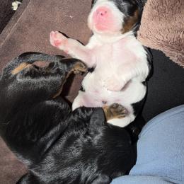 Cavalier King Charles Spaniel Puppies from 5dubs Cavaliers