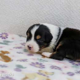 Midnight - Black tri-color male Australian Shepherd puppy in Lakewood, California from Cloud Nine Kennel
