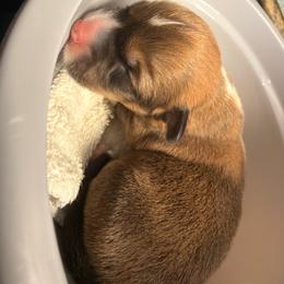 Clover - Red male Pembroke Welsh Corgi puppy in New Port Richey, Florida from Spots and Sploots