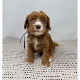 Sapphire - Caramel male Australian Labradoodle puppy in Sacramento, California from Little Farmstead Labradoodles