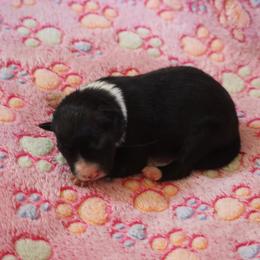 Girl 4 - Black and white female Border Collie puppy in Tiskilwa, Illinois from First Harmony Farms