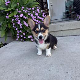 Boy 3 - Black and tan male American Corgi puppy in Oxford, Iowa from Burns Corgis