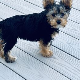 Yorkshire Terrier Puppies from Rosey’s Yorkies