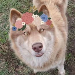 Penelope - Siberian Husky