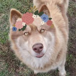 Penelope - Siberian Husky